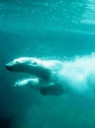 pic for Polar Bear Swimming